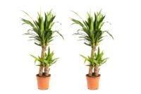 Flower-up Palmlelie - Yucca - Large - 80-85Cm - 2 Stuks