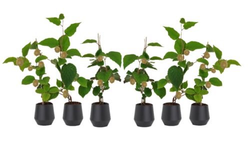 Flower-Up Kiwiplant 'Jenny' 6 stuks - Actinidia deliciosa - 30-38 cm