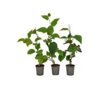 Flower-Up Kiwiplant 'Jenny' 3 stuks - Actinidia deliciosa - 30-38 cm