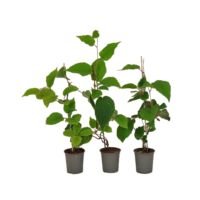 Flower-Up Kiwiplant 'Jenny' 3 stuks - Actinidia deliciosa - 30-38 cm