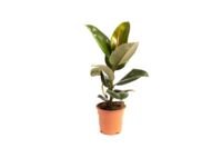 Flower-up Rubberboom - Ficus Elastica Robusta - Large - 50-60Cm - 1 Stuk