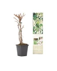 Flower-Up Klimhortensia 2 stuks - Hydrangea Petiolaris - 30-38 cm