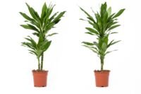 Flower-Up Drakenbloedboom - Dracaena Janet Lind 2 stuks - 60-70 cm