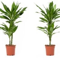 Flower-Up Drakenbloedboom - Dracaena Janet Lind 2 stuks - 60-70 cm