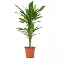 Flower-Up Drakenbloedboom - Dracaena Janet Lind - 60-70 cm