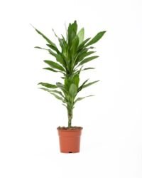 Flower-Up Drakenbloedboom - Dracaena Janet Lind - 60-70 cm