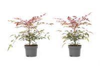 Flower-Up Hemelse Bamboe - Nandina Domestica Obsessed - 2 stuks - 30-35 cm