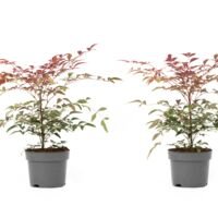 Flower-Up Hemelse Bamboe - Nandina Domestica Obsessed - 2 stuks - 30-35 cm