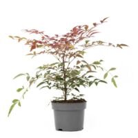 Flower-Up Hemelse Bamboe - Nandina Domestica Obsessed - 30-35 cm