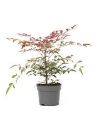 Flower-Up Hemelse Bamboe - Nandina Domestica Obsessed - 30-35 cm