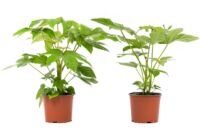 Flower-Up Vingerplant - Fatsia Japonica - 2 stuks - 30-35 cm