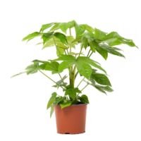 Flower-Up Vingerplant - Fatsia Japonica - 30-35 cm