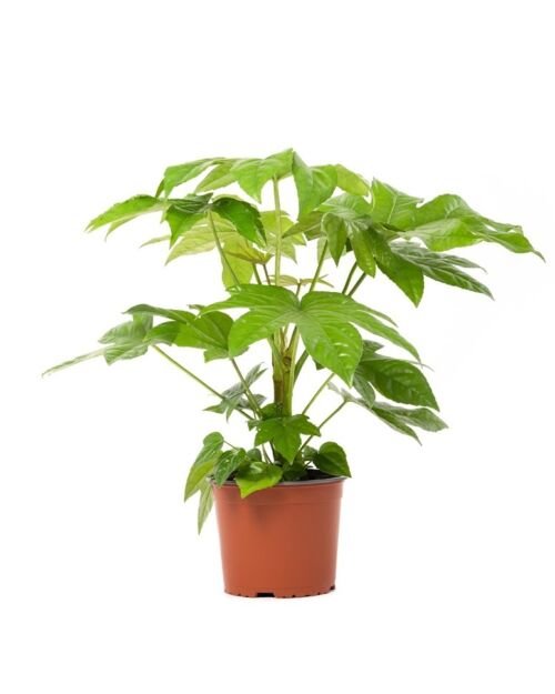 Flower-Up Vingerplant - Fatsia Japonica - 30-35 cm