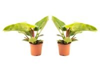 Flower-up Philondendron Imperial Green Large - 50-60 Cm - 2 Stuks