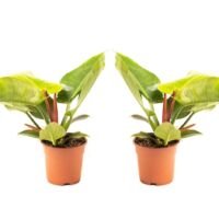 Flower-up Philondendron Imperial Green Large - 50-60 Cm - 2 Stuks