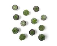 Flower-Up Rotsplanten - Sempervivum Premium - 4 kleuren mix 12 stuks - 7-10 cm