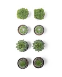 Flower-Up Rotsplanten - Sempervivum Premium - 4 kleuren mix 8 stuks - 7-10 cm