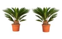 Flower-Up Japanse Sagopalm - Cycas Revoluta 2 stuks - 50-70 cm
