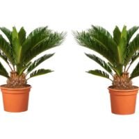 Flower-Up Japanse Sagopalm - Cycas Revoluta 2 stuks - 50-70 cm