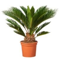 Flower-Up Japanse Sagopalm - Cycas Revoluta - 50-70 cm