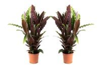 Flower-up Pauwenplant - Calathea Rufibarba - Large -  50-60Cm - 2 Stuks