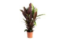 Flower-up Pauwenplant - Calathea Rufibarba - Large -  50-60Cm - 1 Stuk