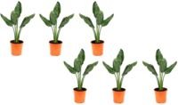 Flower-up Exotische paradijsvogelplant - Strelitzia reginae - 6 Stuks - 25 -38 Cm - Voor Binnen en Buiten