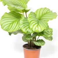 Calathea Orbifolia - 2 Stuks