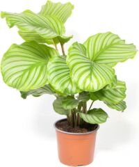 Calathea Orbifolia - 1 Stuk