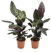 Calathea Ornata - 2 Stuks