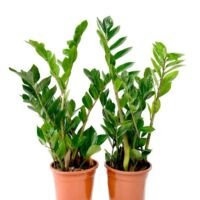 Zamioculcas - 2 Stuks