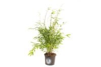 Flower-up Bamboe "Niet woekerend" Medium - Fargesia - 40-60Cm - 1 Stuk