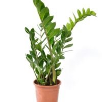 Zamioculcas - 1 Stuk