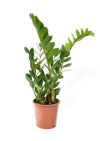 Zamioculcas - 1 Stuk