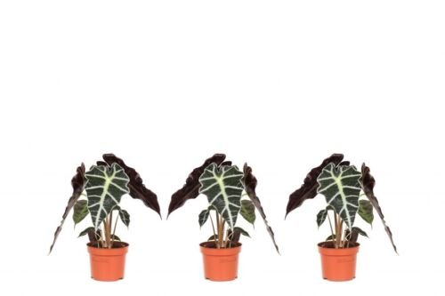 Skeletplanten set - Alocasia - 3 Stuks (3x Alocasia 'Polly')