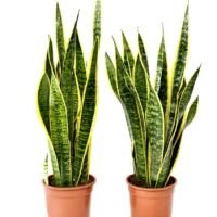 Sansevieria Laurentii - 2 Stuks