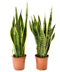 Sansevieria Laurentii - 2 Stuks