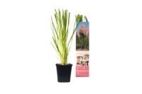Flower-Up Pampasgras 3x - Roze