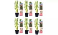 Flower-Up Pampasgrass 6x - Roze