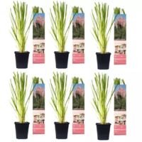 Flower-Up Pampasgrass 6x - Roze