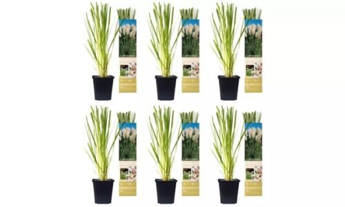 Flower-Up Pampasgrass 6x - Wit