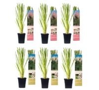 Flower-Up Pampasgrass 6x - Wit/Roze