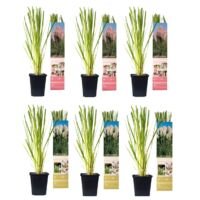 Flower-Up Pampasgrass 6x - Wit/Roze