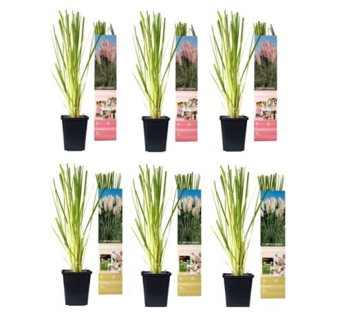 Flower-Up Pampasgrass 6x - Wit/Roze