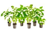 Flower-Up Hortensia Annabelle - Hortenisa Arborenscens 'Annabelle 6x - Wit