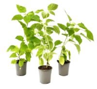 Flower-Up Hortensia Annabelle - Hortenisa Arborenscens 'Annabelle 3x - Wit