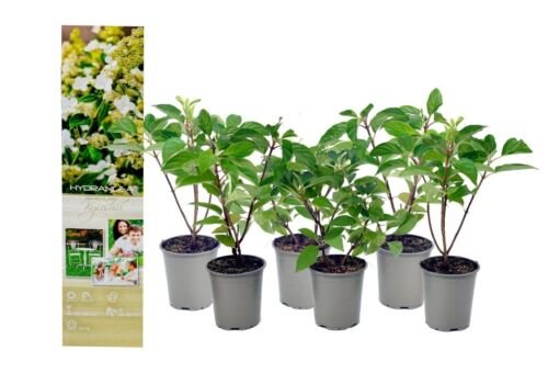 Flower-Up Hortensia pan. Kyushu 6x - Wit