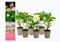 Flower-Up Hortensia pan. Phantom 6x - Roze/Wit