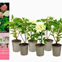 Flower-Up Hortensia pan. Phantom 6x - Roze/Wit