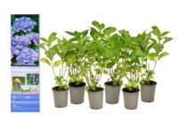 Flower-Up Hortensia Macrophylla 6x - Blauw